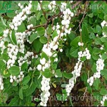 cây nổ gai tươi trong tự nhiên