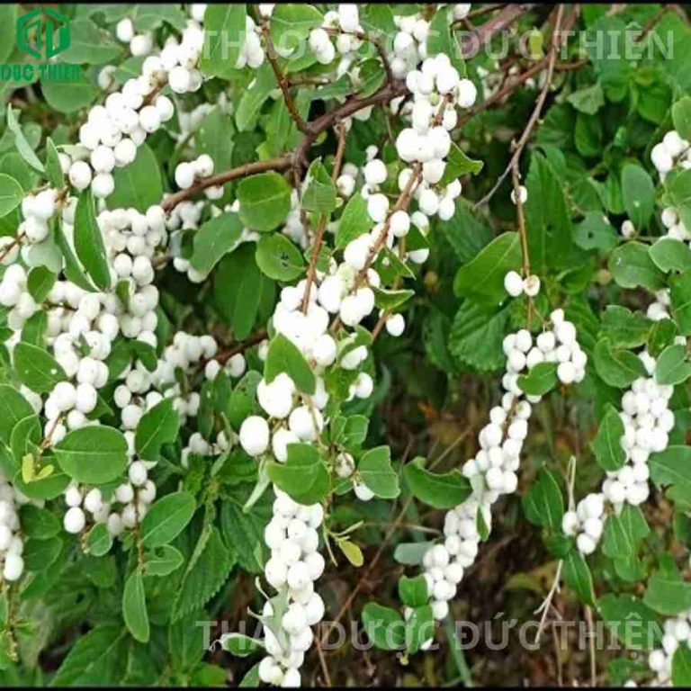 cây nổ gai tươi trong tự nhiên