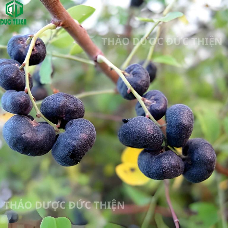 quả và lá cây phèn đen ngoài tự nhiên