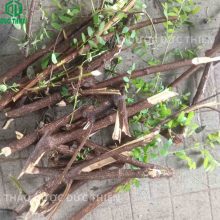 Cành và thân cây phèn đen tươi vừa được thu hái tự nhiên