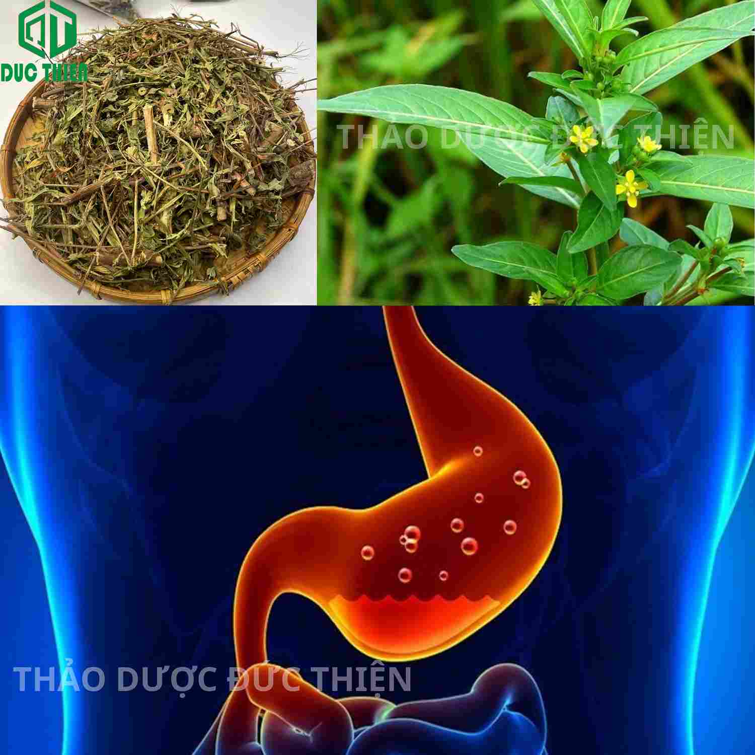 Cây rau mương hoa vàng của Thảo Dược Đức Thiện hỗ trợ điều trị bệnh đau dạ dày