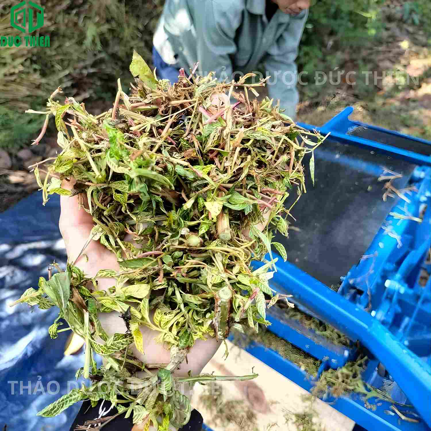 thu hái xay nhỏ cây rau mương nguyên chất