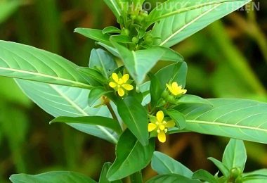 Cách Dùng Cây Rau Mương, Kiêng Dùng Cây Rau Mương Chung Với Cây Gì?