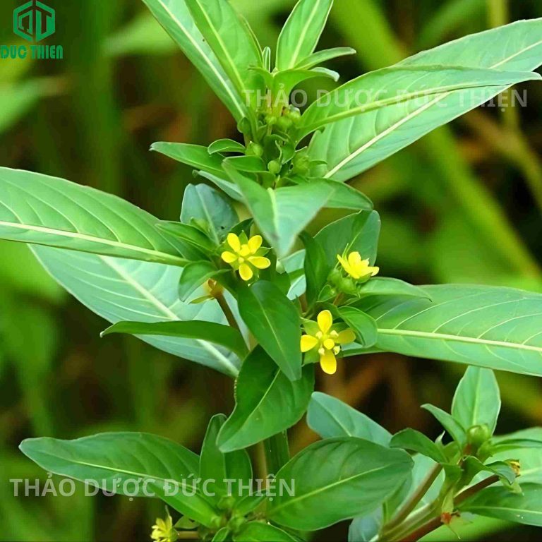 lá cây rau mương tươi xanh tốt