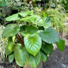 Hình ảnh cây thiên niên kiện tươi với lá to hình tim đặc trưng giúp nhận biết dược liệu chuẩn ngoài tự nhiên.