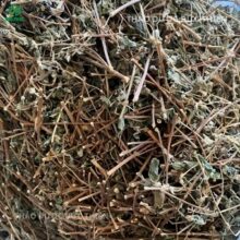 Nguyên liệu cây thuốc dòi khô (phần thân và cành) đã sơ chế sạch sẽ