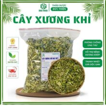 Cây Bìm Bịp (Cây Xương Khỉ) – Hỗ Trợ Trị Đau Nhức Xương Khớp, Thoái Hóa Đốt Sống, Bệnh Ung Thư, Men Gan Cao, Xơ Gan.