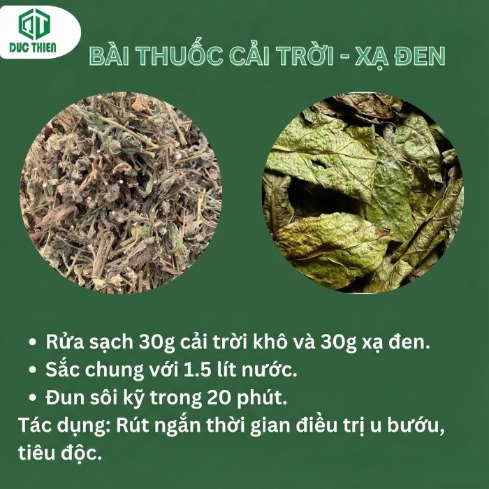 Bài thuốc kết hợp cây cải trời và xạ đen tạo tác dụng hiệp đồng mạnh mẽ trong điều trị u bướu.