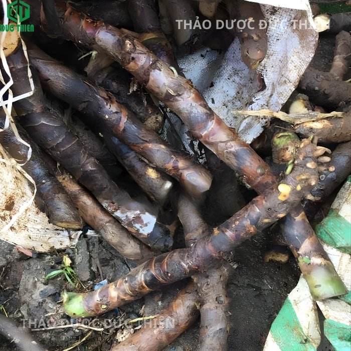 Thân rễ cây thiên niên kiện tươi chứa nhiều tinh dầu thơm, bộ phận chính dùng làm thuốc trị đau khớp.