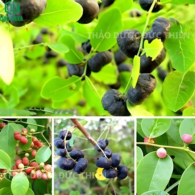 đặc điểm nhận dạng cây phèn đen ngoài tự nhiên