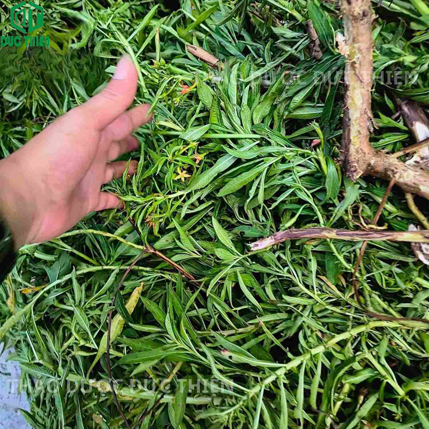 lá và thân cây rau mương ngoài đời thật