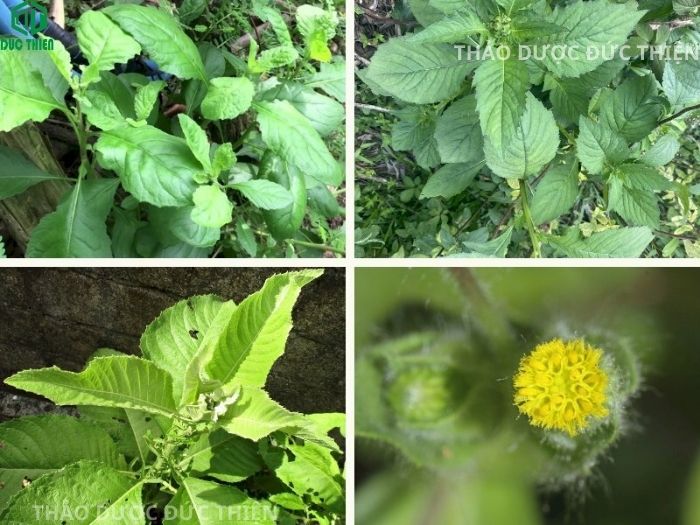 Hình ảnh cây cải trời tươi mọc hoang, nhận biết qua hoa vàng tươi và lông tơ trắng mịn bao phủ toàn thân.