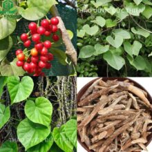 Hình ảnh nhận biết lá cây dây đau xương tươi hình tim 5 gân mọc hoang dã ngoài tự nhiên