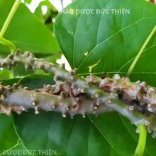 Thân cây dây đau xương già đanh chắc vỏ xám nâu chứa hàm lượng Alkaloid cao nhất để làm thuốc