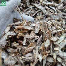 Quy trình thu hái dây đau xương rừng tại vùng núi cao phía Bắc đảm bảo nguồn dược liệu sạch