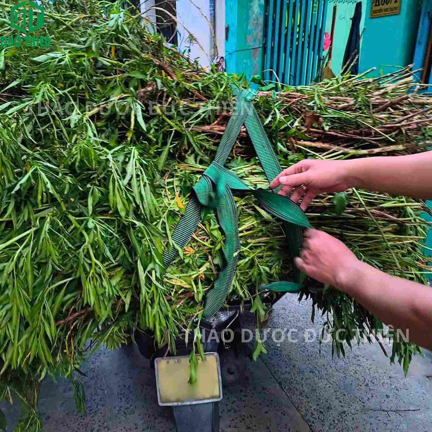 Hình ảnh người dân thu hái cây rau mương tươi để bào chế thuốc nam