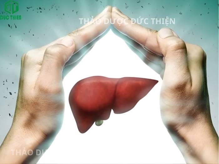 Dứa dại hỗ trợ giải độc gan, giúp hạ men gan, đào thải độc tố