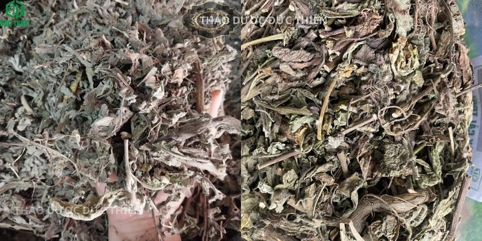 Dược liệu cây cải trời được thu hoạch, sấy khô kỹ lưỡng chuẩn cây làm thuôc