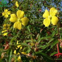 dược liệu rau mương hoa vàng dễ nhận biết