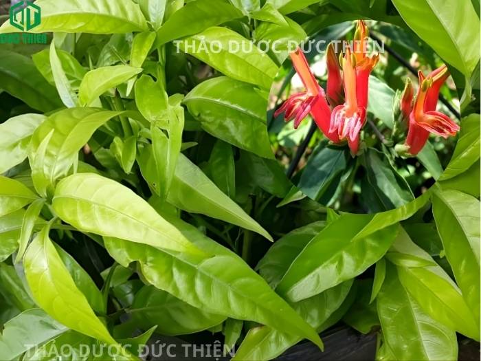 Hoa cây xương khỉ có màu đỏ tươi giúp nhận biết cây xương khỉ