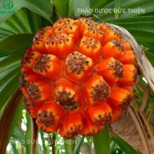 Quả dứa dại rừng tươi mọc trên cây ngoài tự nhiên màu đỏ sẫm, to, nhiều múi