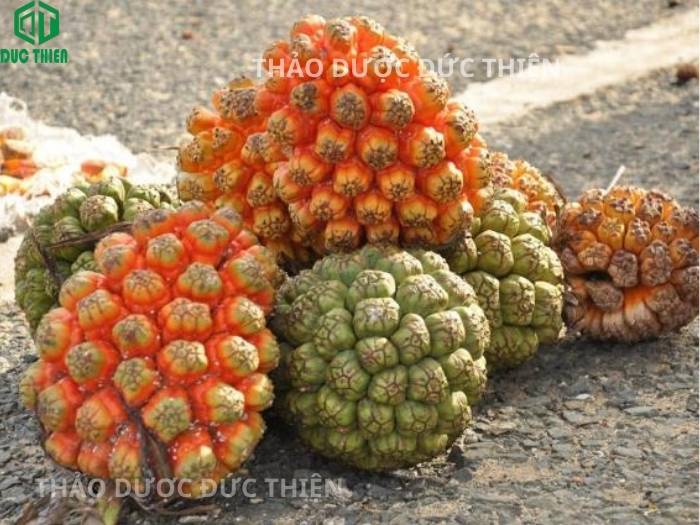 Quả dứa dại rừng tươi chín vàng vừa được Thảo Dược Đức Thiện thu hái về