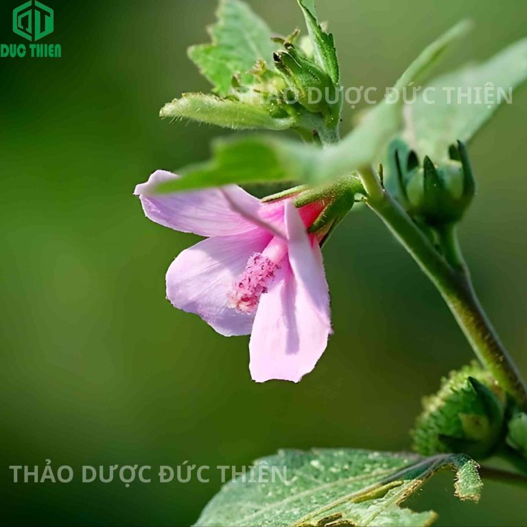 Hình ảnh cây ké hoa đào tươi trong tự nhiên.