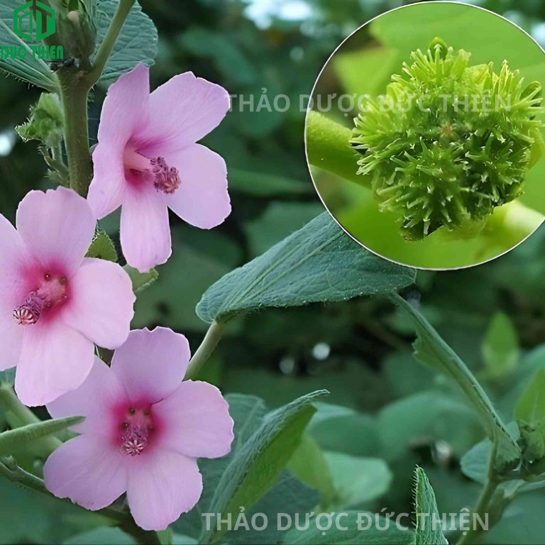 cây ké hoa đào có quả và hoa tươi ngoài tự nhiên