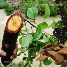 Hình ảnh gốc cây huyết đằng tươi trong tự nhiên rỉ nhựa đỏ như máu khi cắt ngang thân