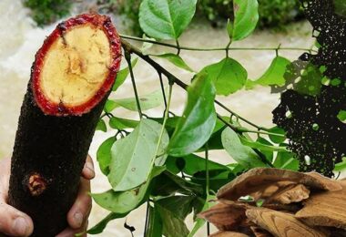 CÂY HUYẾT ĐẰNG (CỎ MÁU): CÔNG DỤNG TUYỆT VỜI TỪ LOẠI CÂY “NHỰA ĐỎ NHƯ MÁU” NÀY