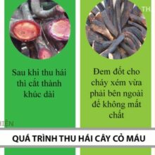 Hướng dẫn cách thái lát và sấy lạnh cây cỏ máu (huyết đằng) giữ nguyên dược tính bồi bổ cơ thể