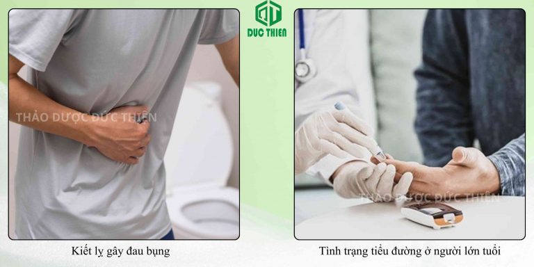 Ké hoa đào dùng hỗ trợ kiết lỵ và bệnh lý tiểu đường ở người lớn