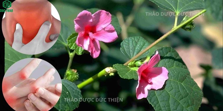 ké hoa đào trị đau nhức phong thấp khớp và bướu cổ