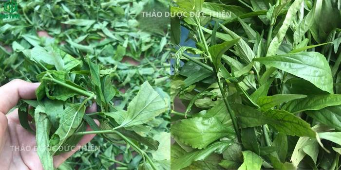 Vườn trồng cây xương khỉ (bìm bịp) mọc xanh tốt, nguồn dược liệu chuẩn sạch của Đức Thiện