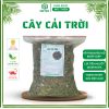 cây cải trời khô hỗ trợ bướu cổ, thanh nhiệt