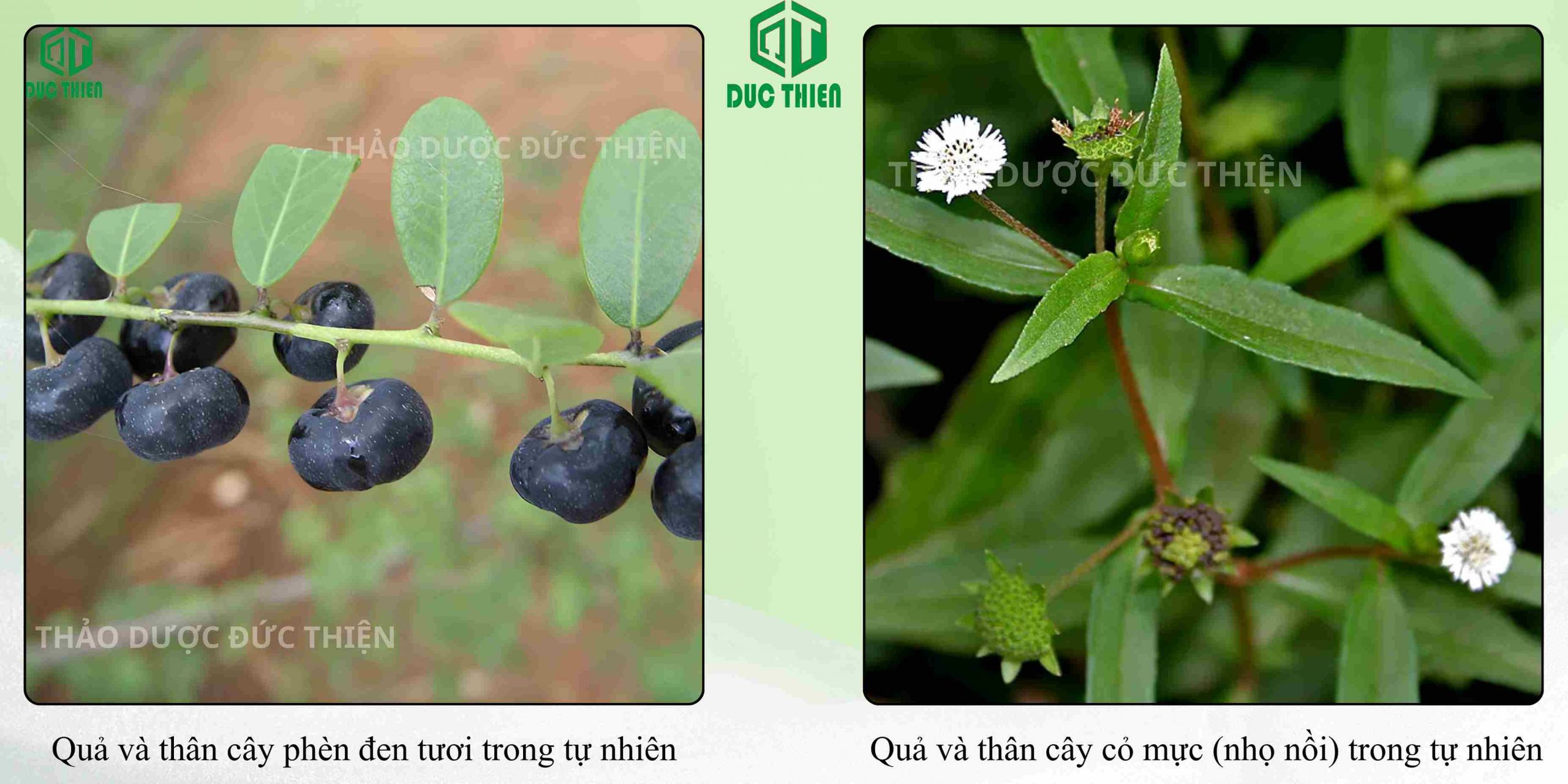 Đặc điểm phân biệt cây phèn đen (cây mực) và cây cỏ mực (nhọ nồi) ngoài tự nhiên