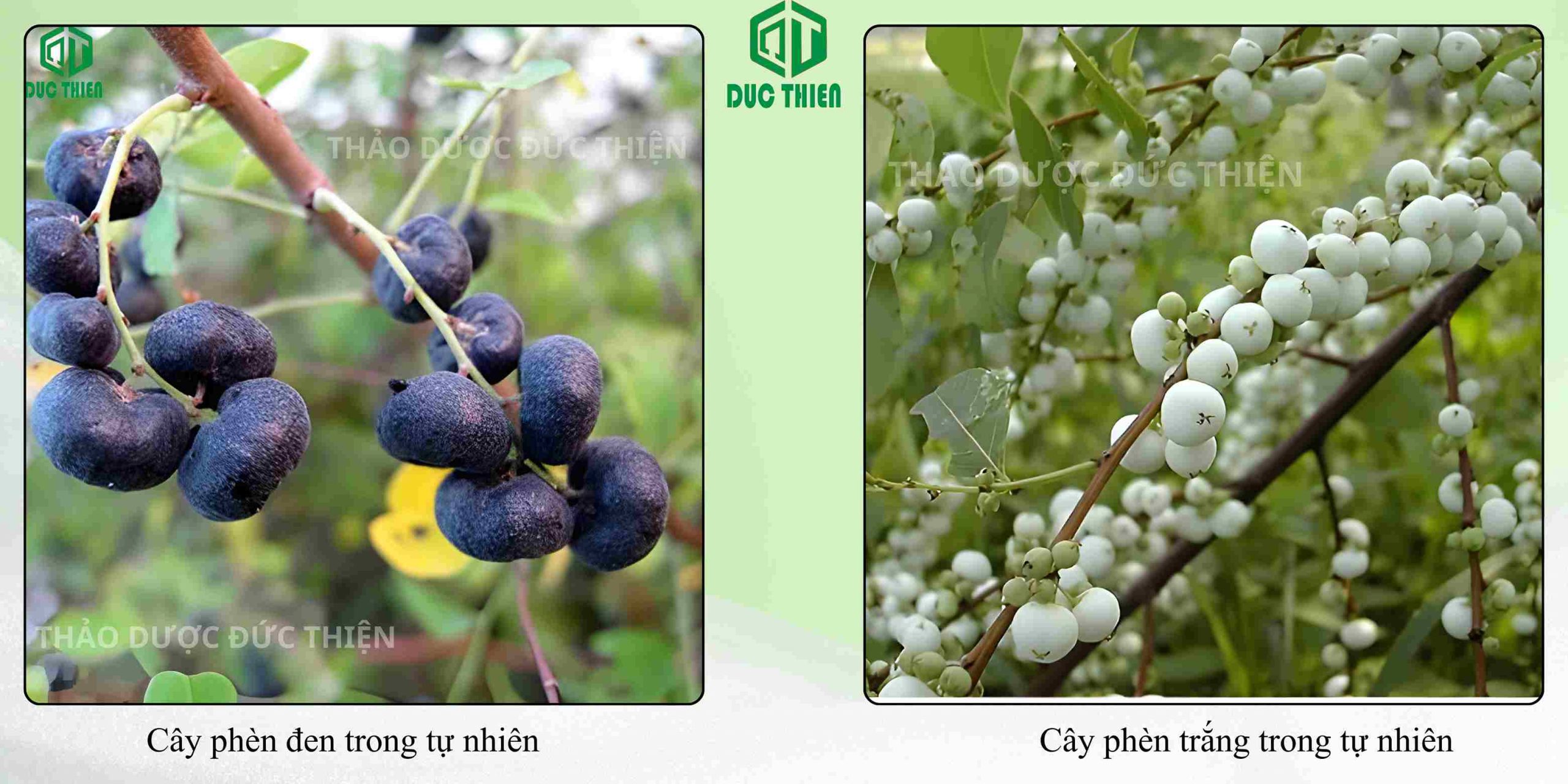 Đặc điểm phân biệt cây phèn đen và cây phèn trắng ngoài tự nhiên