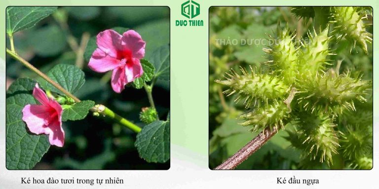 Phân biệt cây ké hoa đào và ké đầu ngựa tươi trong tự nhiên
