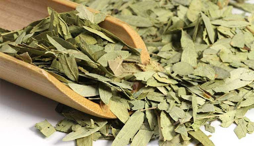 LÁ PHAN TẢ DIỆP – THẢO DƯỢC GIẢI ĐỘC, GIẢM CÂN VÀ NHUẬN TRÀNG TỪ THIÊN NHIÊN