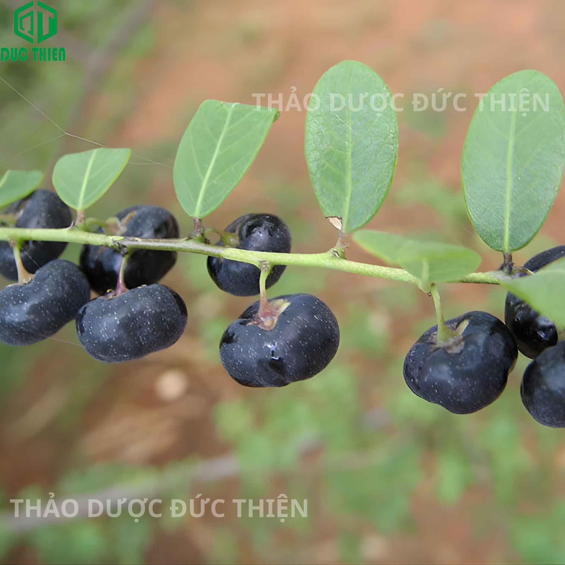 Cận cảnh quả cây phèn đen (cây mực) chín màu đen mọng nước