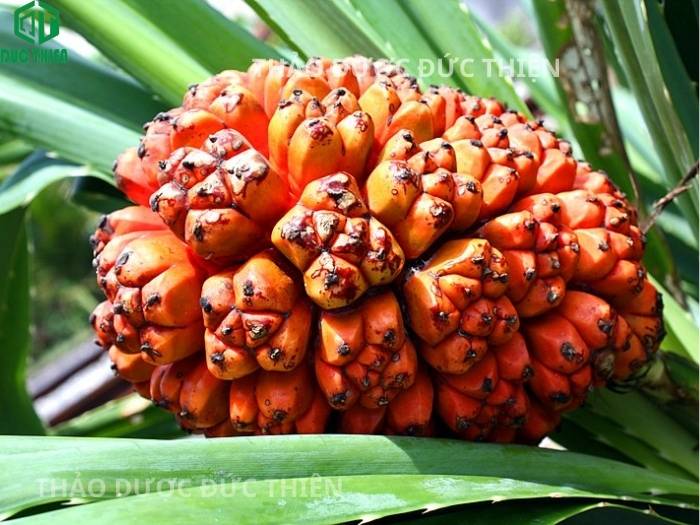 Cận cảnh chùm quả dứa dại tươi chín vàng đỏ rực rỡ trên cây trong tự nhiên.