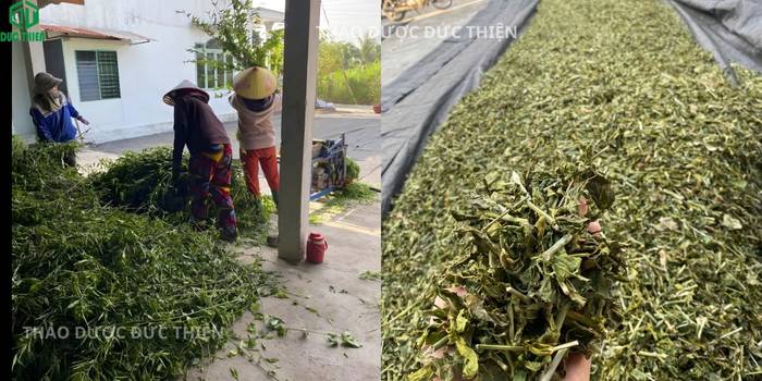 Hình ảnh cây bìm bịp tươi và thành phẩm khô thái nhỏ chuẩn dược liệu.