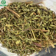 Lá và thân cây thuốc rau mương khô Đức Thiện hỗ trợ sức khỏe