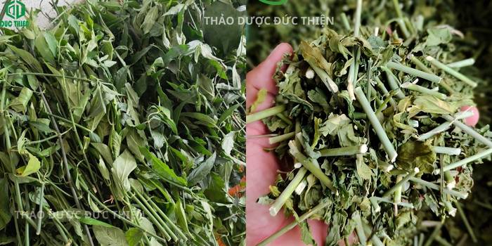 So sánh cây xương khỉ tươi và khô, cam kết không pha trộn tạp chất.