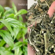 Bộ sản phẩm trà túi lọc xương khỉ và tem cam kết chất lượng 100% organic.