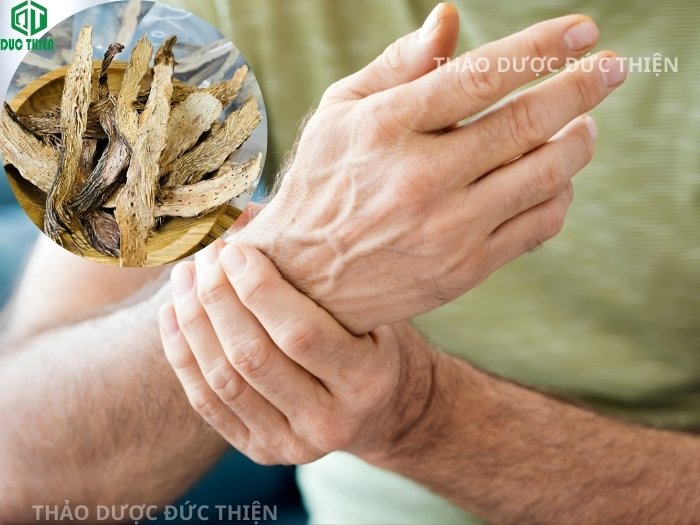 Tác dụng của thiên niên kiện giúp người già giảm đau mỏi vai gáy, tê bì chân tay và vận động dễ dàng hơn.