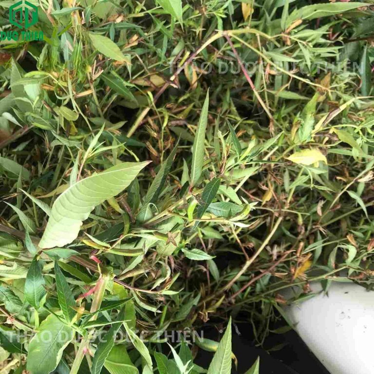 cây rau mương tươi nguyên gốc rễ