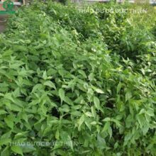 Vườn trồng cây xương khỉ (bìm bịp) mọc xanh tốt, nguồn dược liệu chuẩn sạch của Đức Thiện