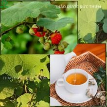 Sự kết hợp giữa lá cây mâm xôi sấy khô và lá cỏ ngọt giúp trà thơm ngon dễ uống hơn