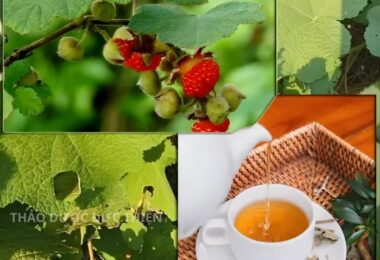 Công Dụng Của Trà Lá Mâm Xôi? Ai Nên Dùng Và Những Lưu Ý